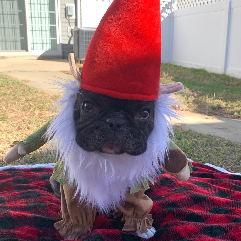 Frenchie appreciation post 💕💕 - Picture 2 of 8